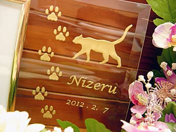 �l�R�̃C���X�g�𒤍�����������ʐ^����PF-2